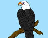 Desenho Águia num ramo pintado por iago