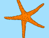 Desenho Estrelita do mar pintado por bertha.