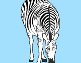 Desenho Zebra pintado por Starsky 