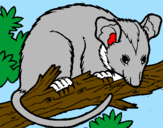 Desenho Ardilla possum pintado por miguel v.souza