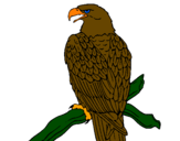 Desenho Águia num ramo pintado por sasa