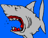 Desenho Tubarão pintado por matheus