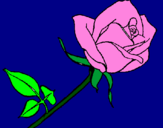 Desenho Rosa pintado por maraleo