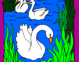 Desenho Cisnes pintado por larissa