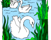 Desenho Cisnes pintado por mateus