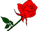 Desenho Rosa pintado por fofa
