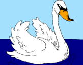Desenho Cisne na água pintado por Cisne