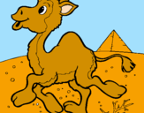 Desenho Camelo pintado por catarina