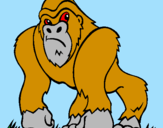 Desenho Gorila pintado por matheus 