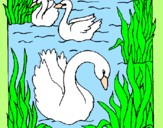 Desenho Cisnes pintado por Estrela