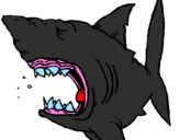 Desenho Tubarão pintado por tubarao do mauricio
