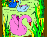 Desenho Cisnes pintado por Raquel