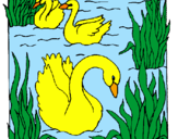 Desenho Cisnes pintado por PATO