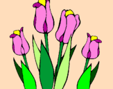 Desenho Tulipa pintado por joao