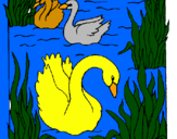 Desenho Cisnes pintado por Milinha