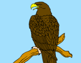 Desenho Águia num ramo pintado por èrika