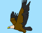 Desenho Águia a voar pintado por alexander