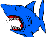 Desenho Tubarão pintado por pedro lucas