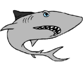 Desenho Tubarão pintado por susi