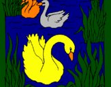 Desenho Cisnes pintado por maria fer