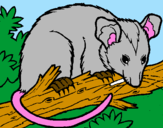 Desenho Ardilla possum pintado por alex