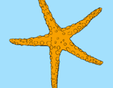 Desenho Estrelita do mar pintado por miguel