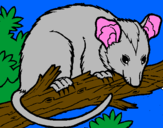Desenho Ardilla possum pintado por hugo    mendes