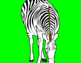 Desenho Zebra pintado por pap1