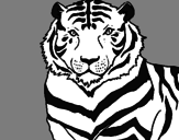 Desenho Tigre pintado por Tigre Branco