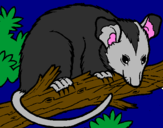 Desenho Ardilla possum pintado por joão victor