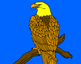 Desenho Águia num ramo pintado por CHESTER