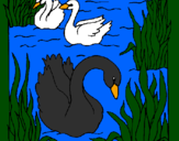 Desenho Cisnes pintado por cavalero negro 