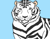 Desenho Tigre pintado por GATO GUERREIRO