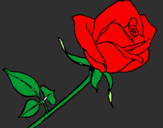 Desenho Rosa pintado por Iury