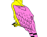 Desenho Águia pintado por gavião
