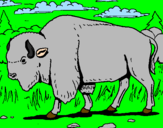 Desenho Búfalo pintado por tomas cavaco