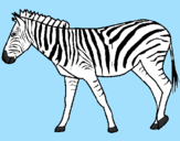 Desenho Zebra pintado por joão netto