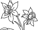 Desenho Orquídea pintado por m
