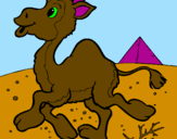 Desenho Camelo pintado por lorraine
