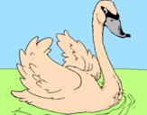 Desenho Cisne na água pintado por cisne