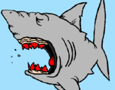 Desenho Tubarão pintado por gustavo gatao