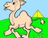 Desenho Camelo pintado por AQUILES