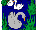 Desenho Cisnes pintado por Starsky 