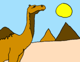Desenho Camelo pintado por camelos