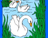 Desenho Cisnes pintado por vinicius