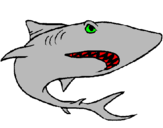 Desenho Tubarão pintado por guilhermegato