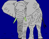 Desenho Elefante pintado por EMELIANO