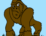 Desenho Gorila pintado por IBARRA