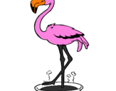 Desenho Flamingo com os pés de molho pintado por joao  victor