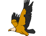 Desenho Águia a voar pintado por BIEL